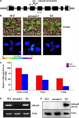 AtRsmD Is Required for Chloroplast Development and Chloroplast Function in Arabidopsis thaliana